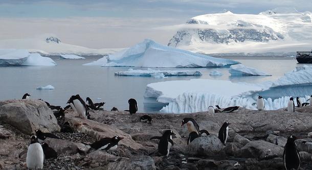 Megjelentek az Antarktiszon a vérszívók