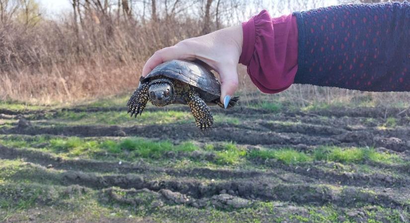 Gondos kezeknek hála menekült meg az úttesten kóborló mocsári teknős a szolnoki Vegyiműveknél