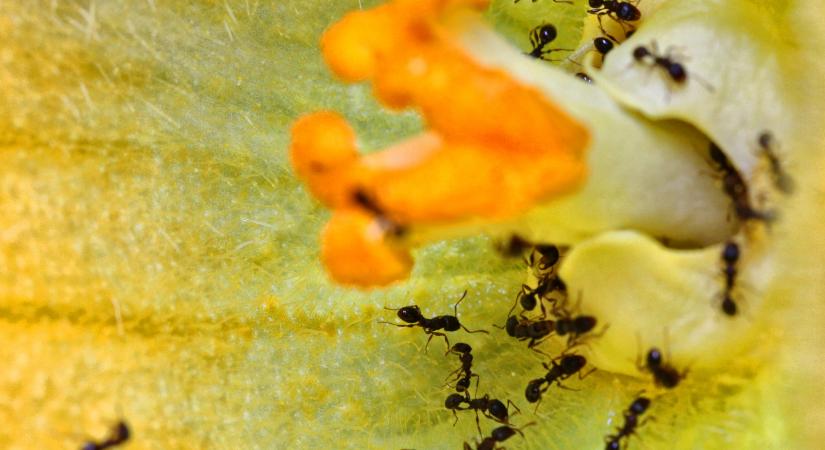 Amerikai tudósok megfejtették, hogyan hódították meg a hangyák a Földet
