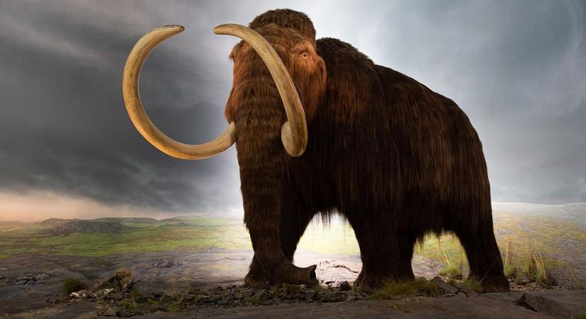 A tudósok mamuthúst állítottak elő