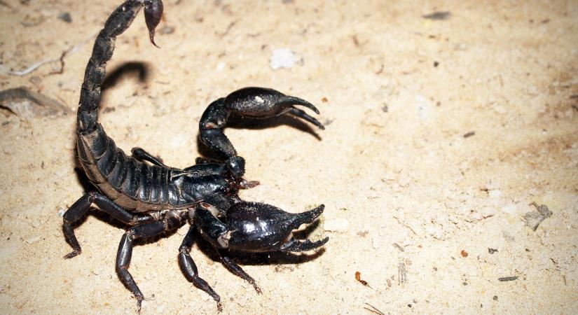 Horror: skorpió volt az akciós eperben – Both Zoltánt is be kellett vetni