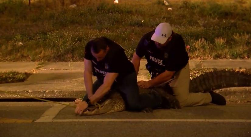 A floridai rendőrség letartóztatott egy aligátort