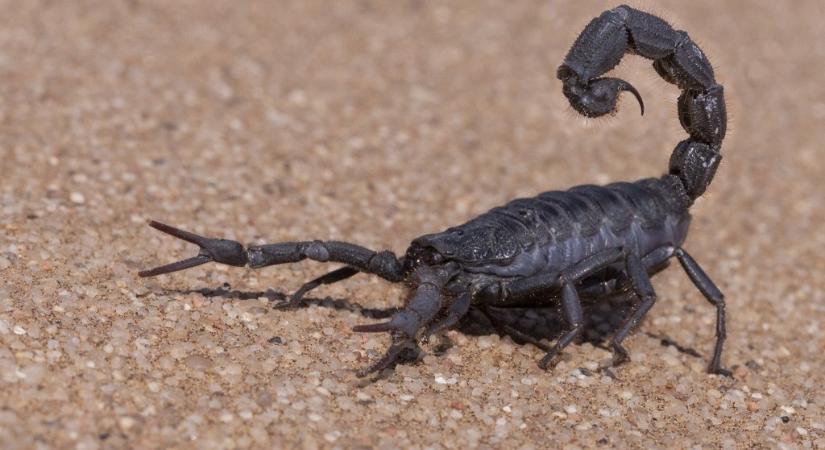 Egy skorpió nézett vissza a pesti úti Lidl akciós eprei közül