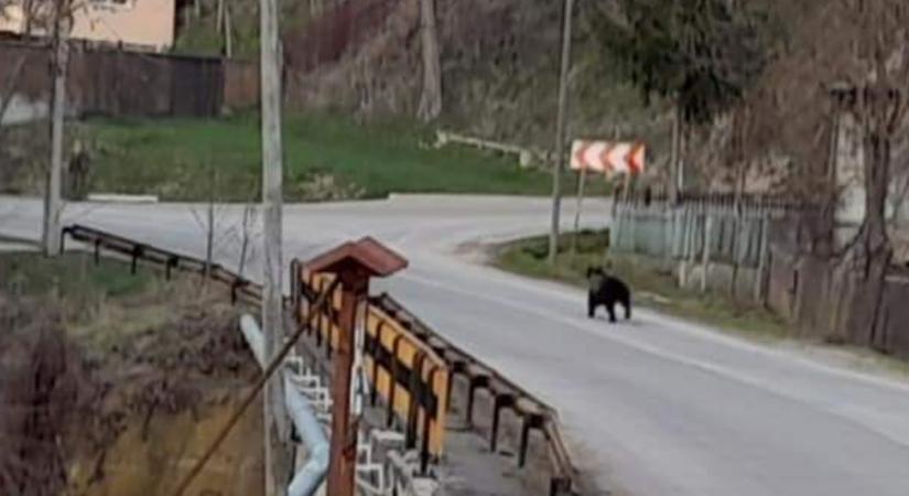Medve sétálgatott egy magyarlakta faluban, fotó is készült róla