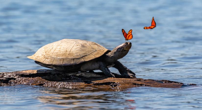 Bizarr látványt nyújtanak a teknőskönnyet kortyoló pillangók
