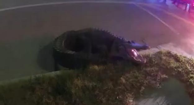 Városnéző aligátort kapcsoltak le rendőrök Floridában