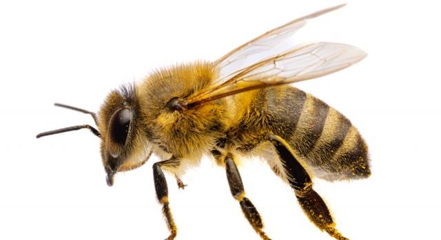 Lenyelt egy méhet, meghalt a sportoló
