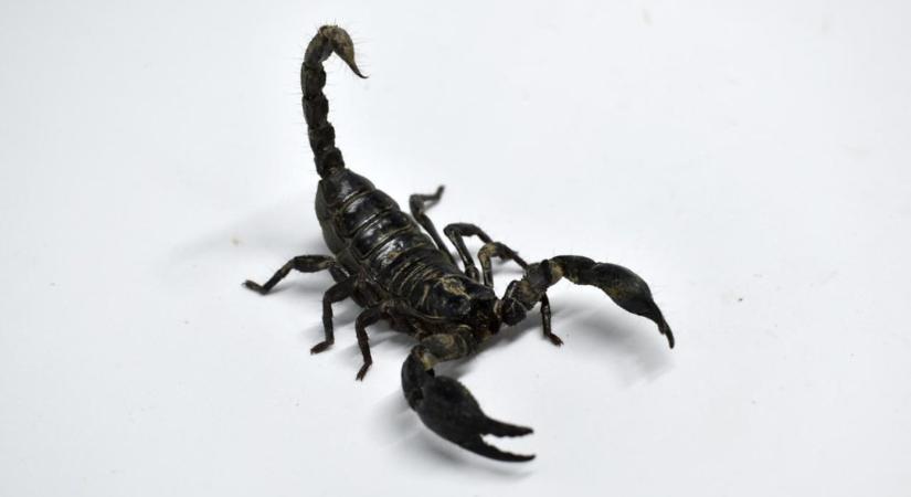 Skorpiót talált a magyar Lidlben vásárolt eperben