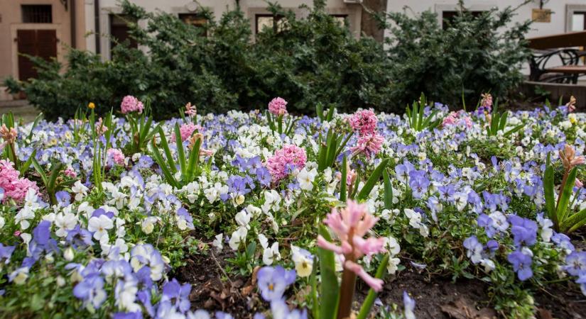 Varázslatos látvány, ahogy a tavasz színei eluralkodnak Fehérvár belvárosában