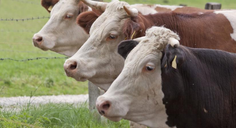 A holland gazdák mesterséges intelligenciát használnak a tehenek és a növények figyelésére