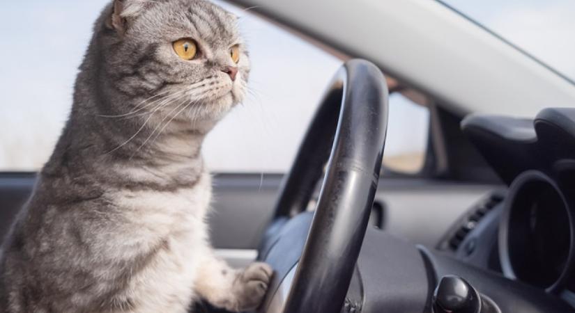 Hagyta a nő, hogy a kóbor cica a kocsijában aludjon, másnap megdöbbentő látvány fogadta - Videó