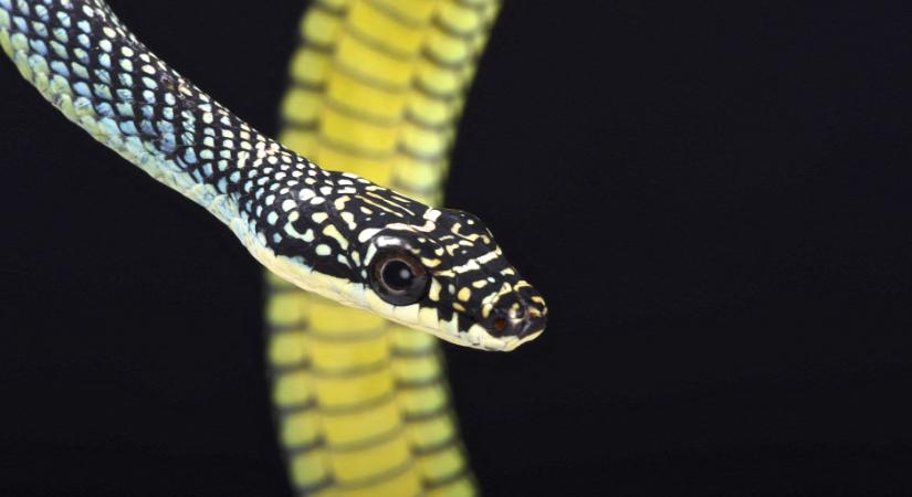 Ufók és repülő kígyók: hihetetlen, de itt vannak a bizonyítékok - videó