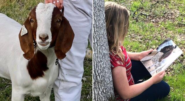 800 kilométert autóztak a kaliforniai rendőrök, hogy elkobozzák egy kislány leölésre ítélt kecskéjét