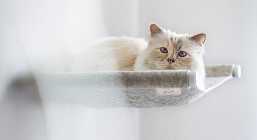 Lagerfeld macskája függőágyat tervezett