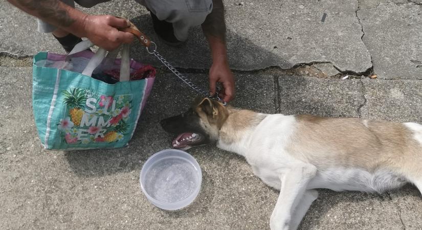 A postás mentette meg kegyetlen kínzójától a kutyát Apcon