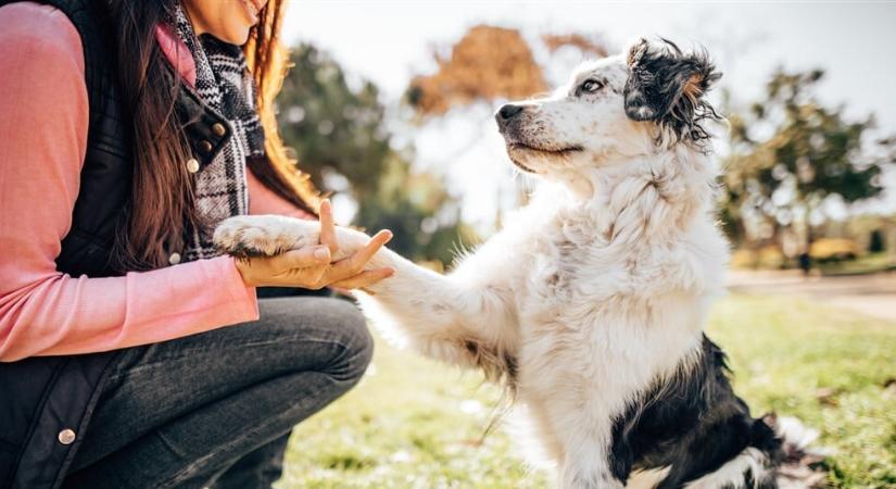 A test és az elme kapcsolata kutyáknál – Betegség is okozhatja, hogy kedvencünk másként kezd el viselkedni