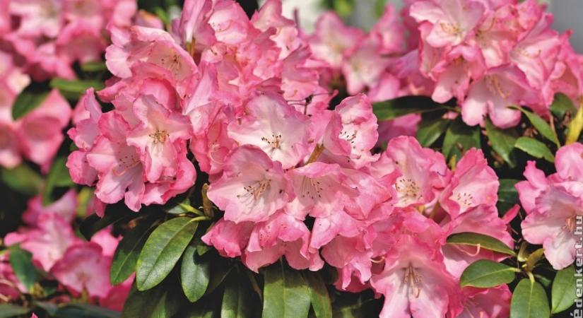 Rhododendron szaporítása házilag: kezdők is bátran belevághatnak