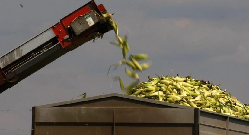 Több tonnányi szennyezett ukrán kukoricát vont ki a forgalomból az Agrárminisztérium