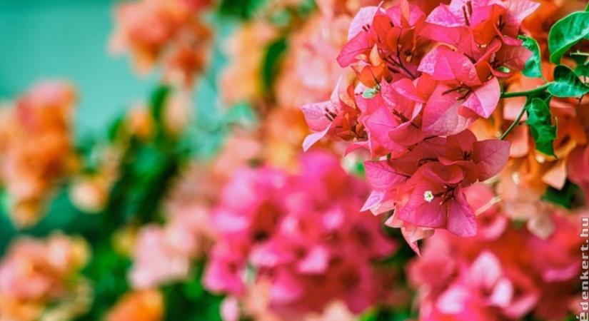Murvafürt tavaszi metszése: ha ezekre figyelsz, rengeteg virággal hálálja meg!