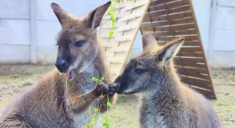 Időnként kikukucskálnak az erszényből a pár hónapos Benett-kenguruk Tiszaderzsen
