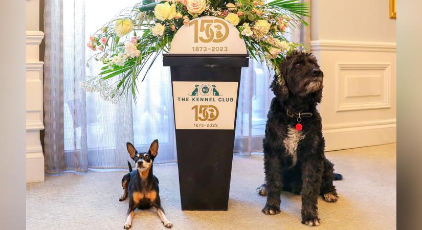 Királyi előtagot kap a Kennel Club megalakulásának 150 évfordulója alkalmából