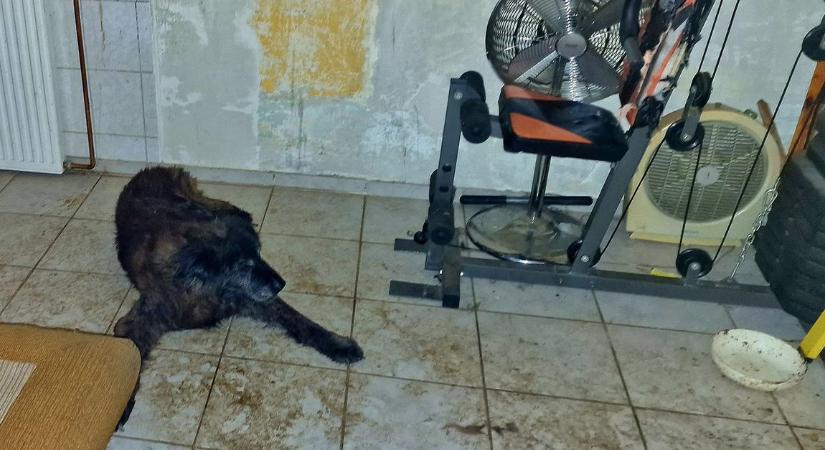 Borzalmas körülmények között élt egy nő és egy öreg, beteg kutya egy pincében – a rendőrség eljárást indított