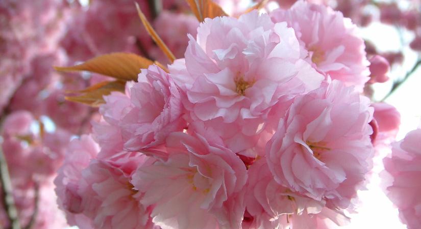 Japán ihletésű piknikhangulat és haikuverseny cseresznyevirágzás alkalmából