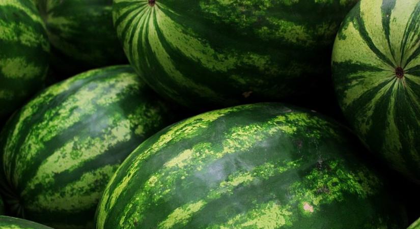 Hogyan termeszthető a házikertben görögdinnye?