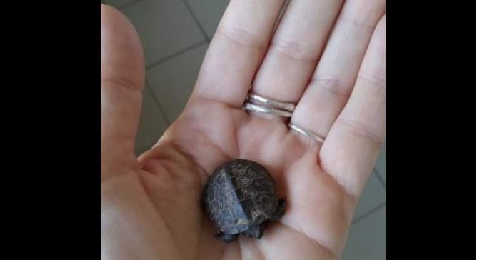 Apró cukiságra, egy őshonos teknősre bukkantak Barcsnál