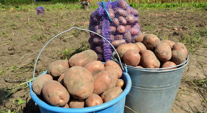 Szeretnéd ha sok krumplid lenne? Most elmondom a nagyapám burgonya termesztési trükkjét, egy gumóból akár 40 vödör is lehet