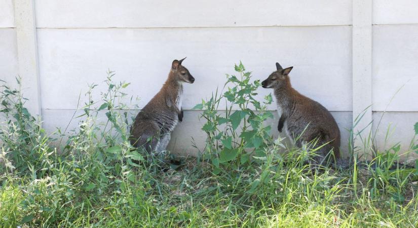 Nem kell Ausztráliába menni, hogy kengurubébit lássunk, elég a Tisza-tóhoz