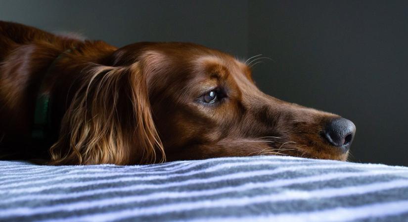 5 dolog, amivel megtörheted a kutyád lelkét még, ha nem is tudsz róla