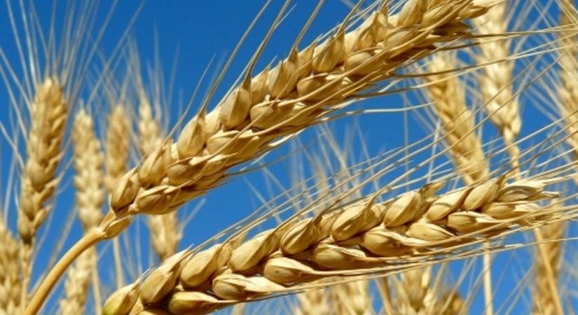 Újabb intézkedések az ukrán gabonadömping megfékezése érdekében az Agrárminisztérium
