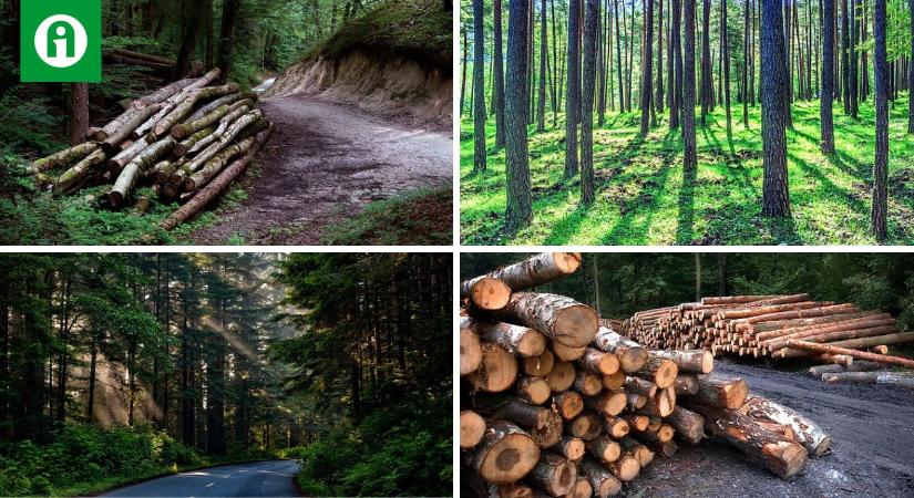 Érdekelnek az új támogatási ciklus erdészeti pályázatai? Akkor itt a helyed!