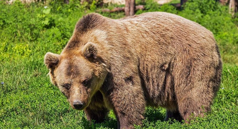 Gyilkos medve támadt emberre Erdélyben