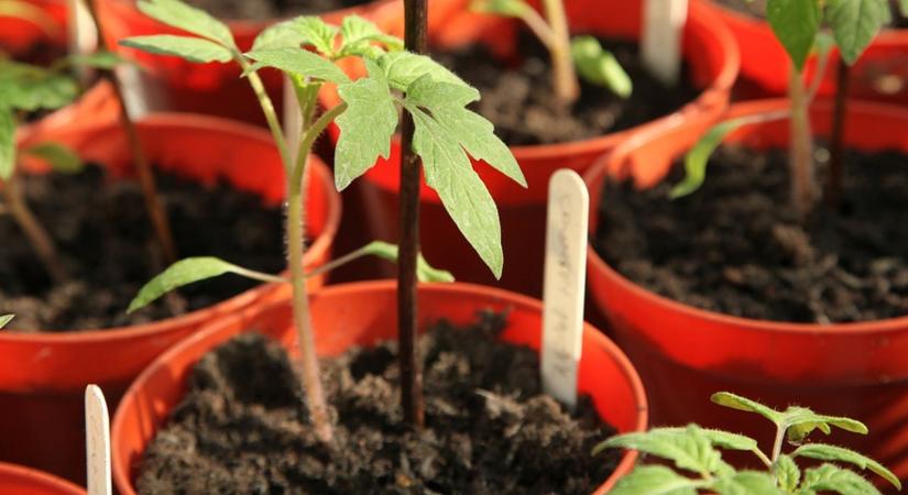 Miért sárgulnak a paprika- és paradicsompalánták levelei?