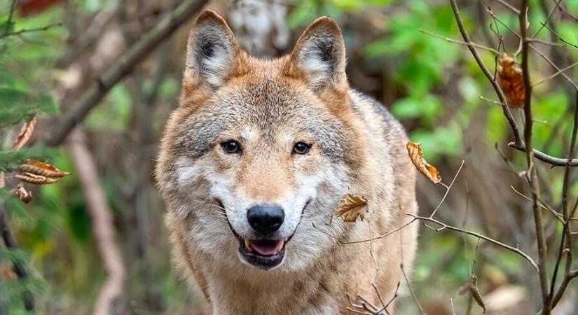 3 év börtönt is kaphat az a vadász, aki kilőtte a Svájcból Magyarországra vándorló farkast