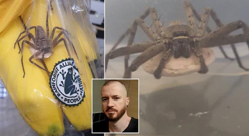 Banánhorror: a világ legnagyobb mérges pókját vitte haza egy vásárló a Tescoból