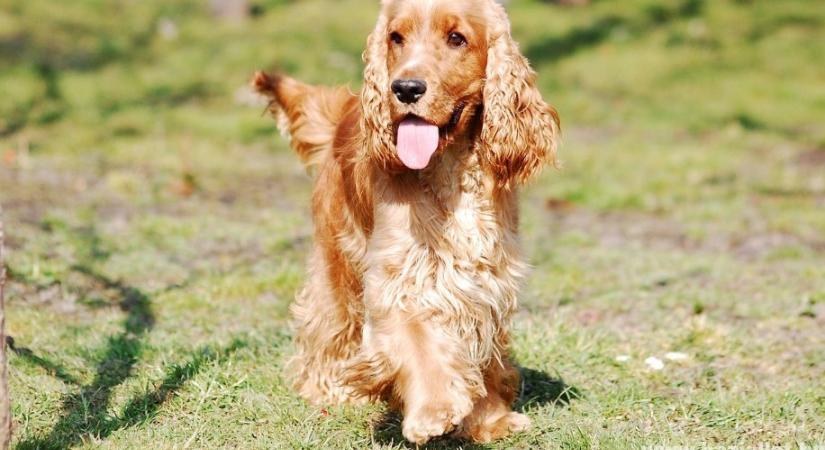 Kutyafajták: a cocker spániel
