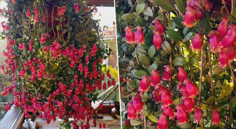 Rengeteg virággal hálálja meg a törődést a csüngő virágú korallvirág