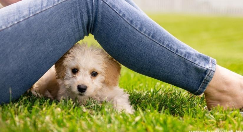 Szeparációs szorongás kutyáknál - hogyan kezeld?