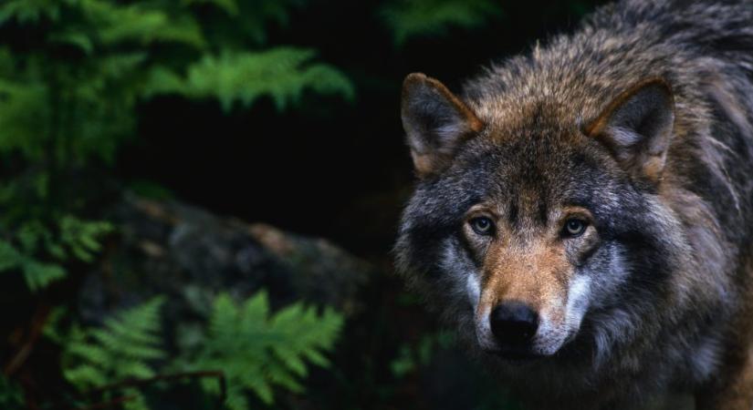 Tönkretette a svájci farkas jeladóját az állattal végző vadász, az mégis tovább működött