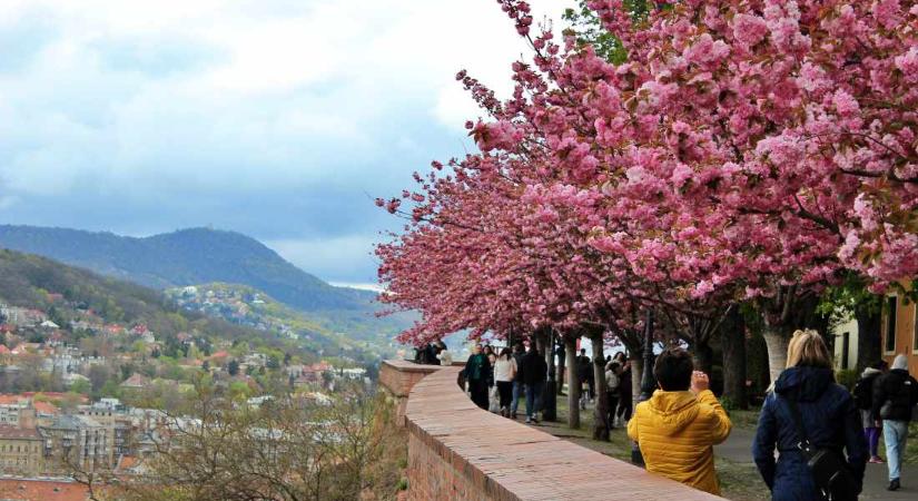 A budai Várnegyed tavaszi ajándéka: cseresznyevirágzás a Tóth Árpád sétányon