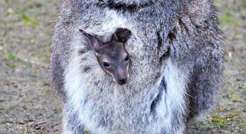 Kukucskáló kengurubébik, csipegető emufiókák várják a látogatókat a Tisza-tónál  videó