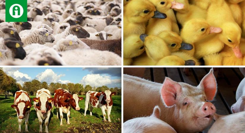 Új EU-s terv: terítéken az élőállat-szállítás és az állatjólét