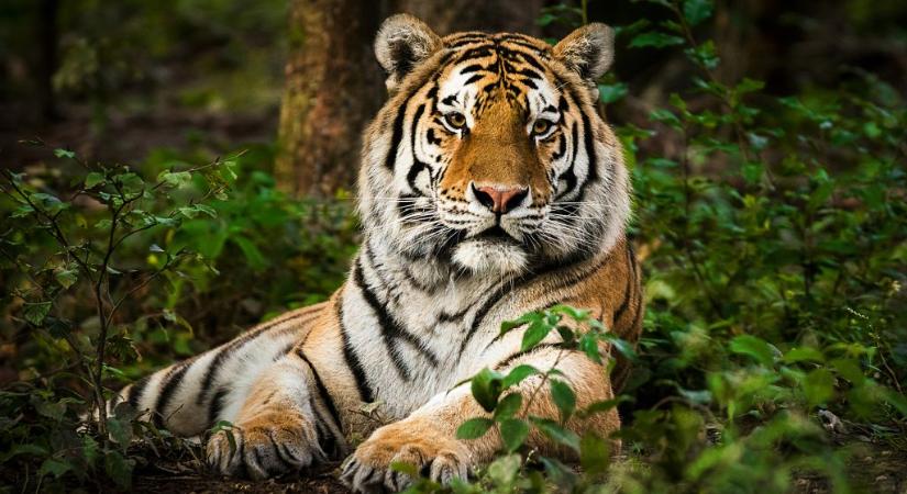 Kijárási tilalmat vezettek be Indiában a tigrisek miatt