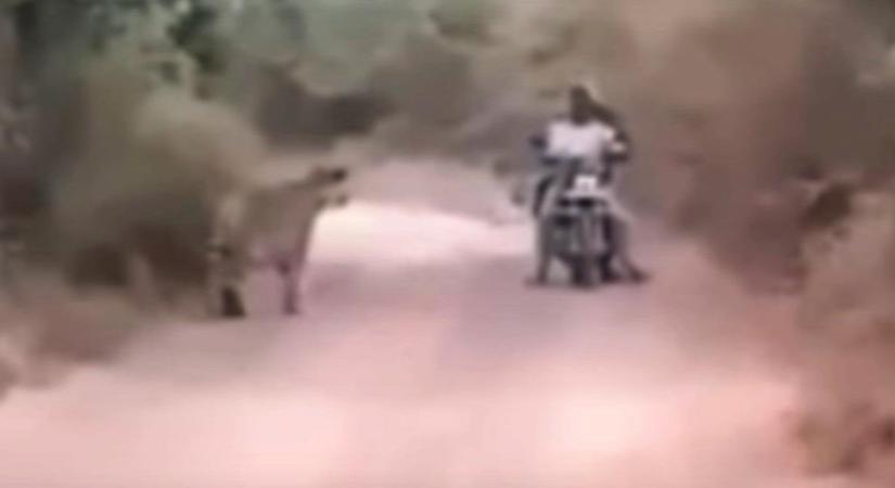 Halálra dermedve várták a motorosok, mit tesznek velük a tigrisek - videó
