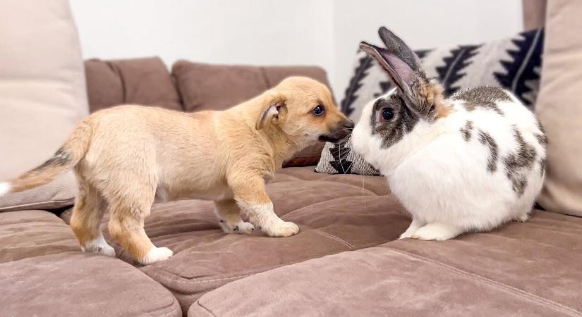 Kutyák és nyulak – Mit kell tudni a békés együttéléshez?