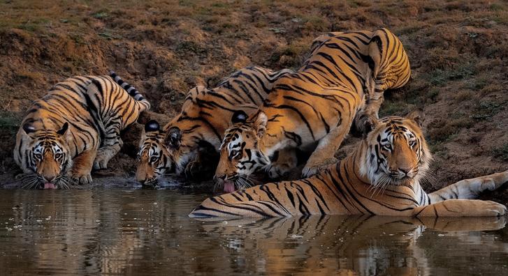 Ritán látni csoportosuló tigriseket, most mégis sikerült megörökíteni őket egy falkában