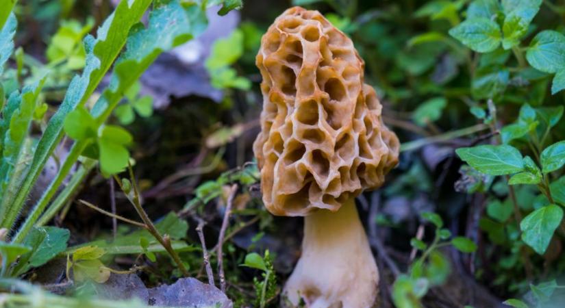 Gigászi gombát találtak Bükkszenterzsébeten